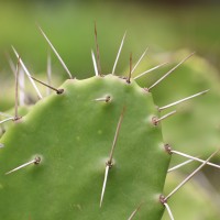 Opuntia monacantha Haw.